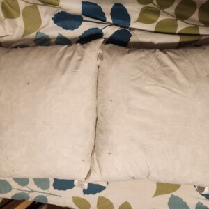 20" x 20" Feather Down Throw Pillow Inserts – Clean