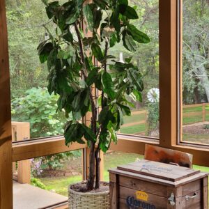 Fiddle Leaf Fig 8' Tall Faux Tree in Wicker Basket